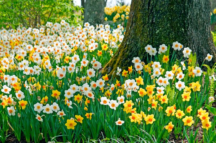 Daffodil Blend Sunshine Boys Colorblends.com