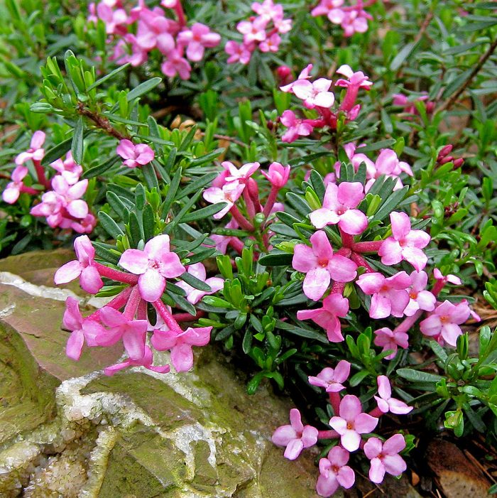 Daphne X Hendersonii 'kath Dryden'