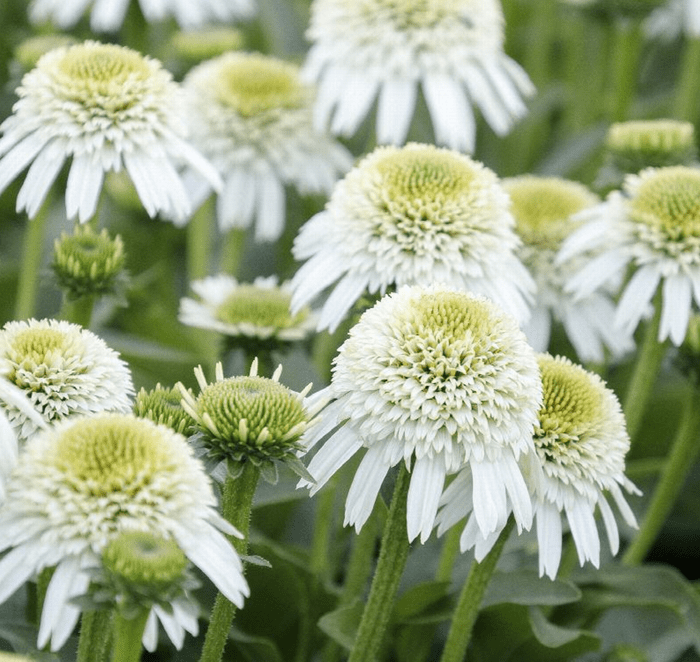 Delicious Nougat Coneflower, dwarf coneflower