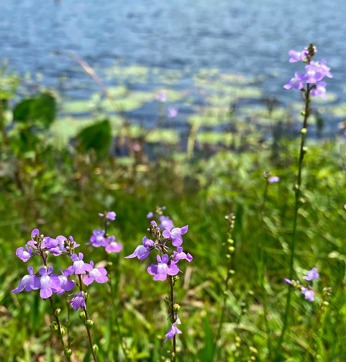 Erika Zambello Blue Toadflax