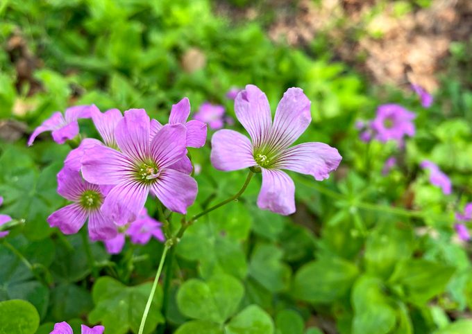 Erika Zambello Pink Woodsorrel 1, wildflower identification