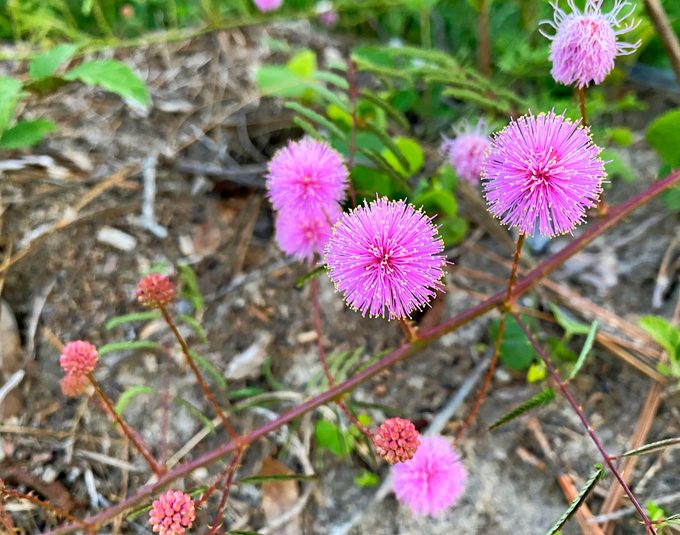 Erika Zambello Sensitive Plant 1