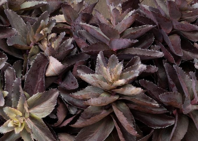 Evolution Chocolate Fountain sedum foliage