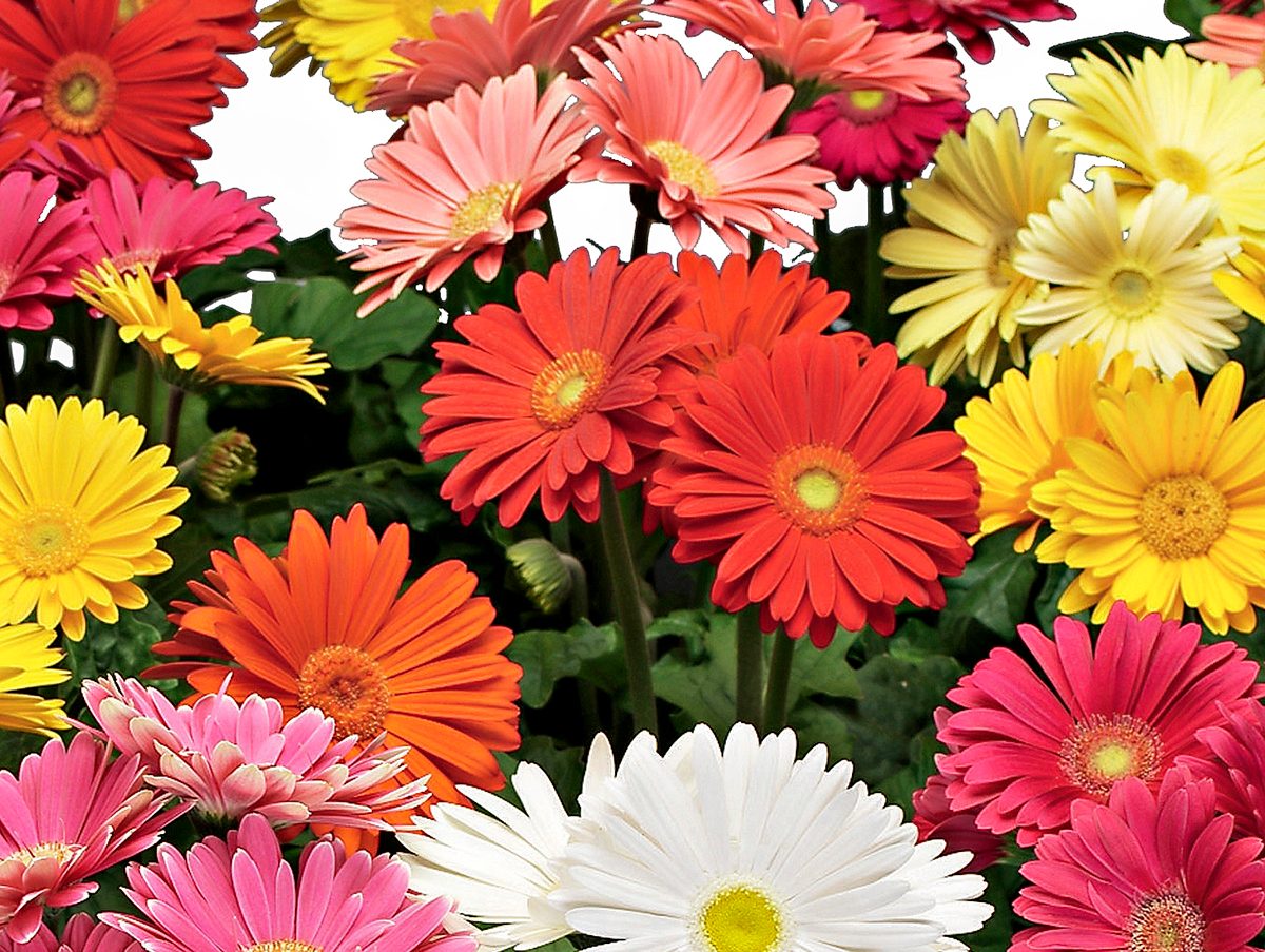 Gerbera Daisy, types of daisies