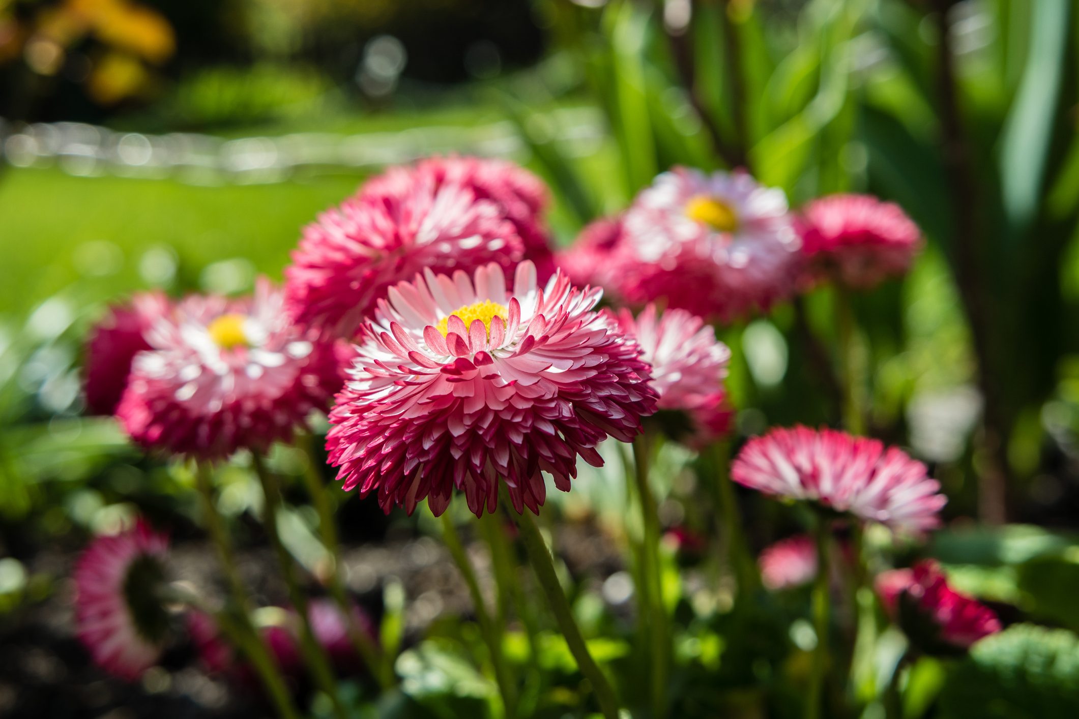 bellis perennis in the garden