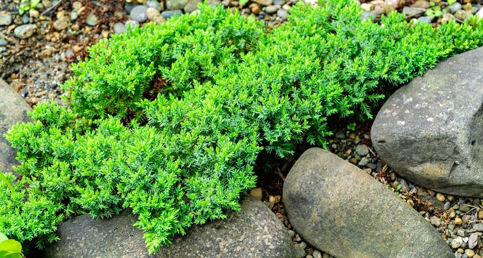 Original Creeping Juniperus Procumbens Nana On Stones By Pond Shore. Close Up Of Beautiful Small Japanese Juniper Procumbens Nana. Selective Focus. Nature Concept For Spring Design