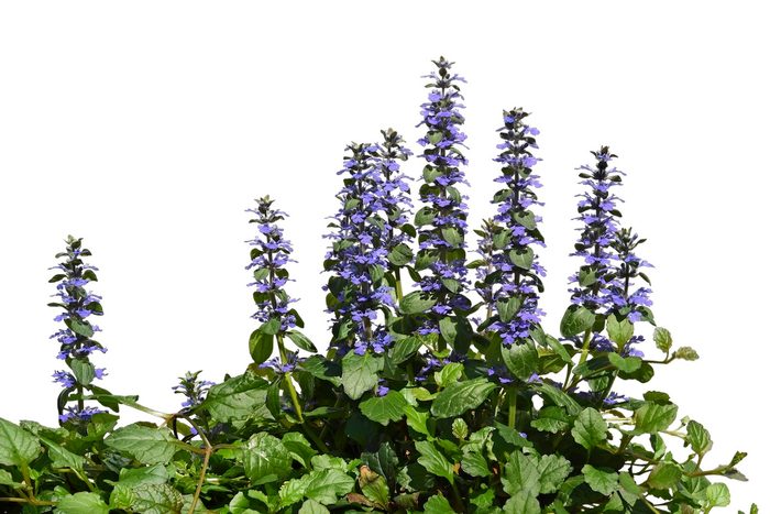 rock garden bugleweed
