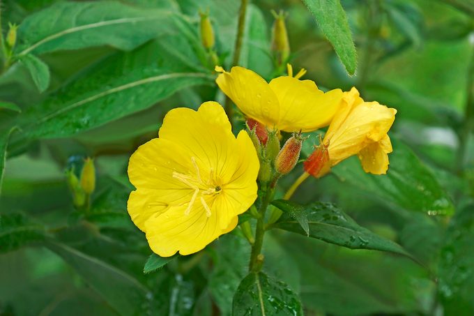 Close Up Image Of Common Evening Primrose Flowers