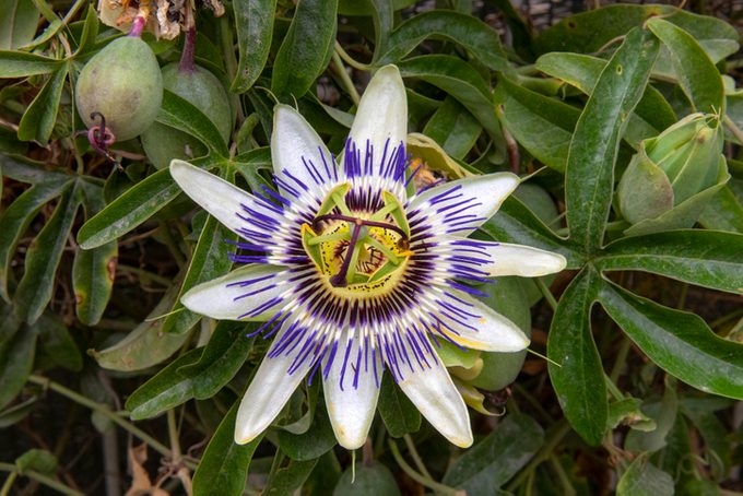 Passoflora, Passiflora caerulea, in close-up