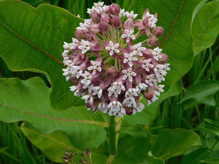 types of milkweed Close-up of pink flowering plant,Toronto,Ontario,Canada