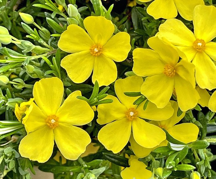 Common Rock Rose (helianthemum Nummularium) Yellow Flowers In Bloom And Close Up.