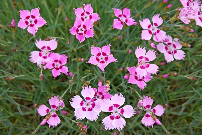 Turkish Carnations.