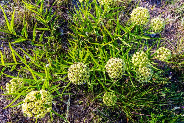 Antelope Horns (Asclepias asperula) Wildflower