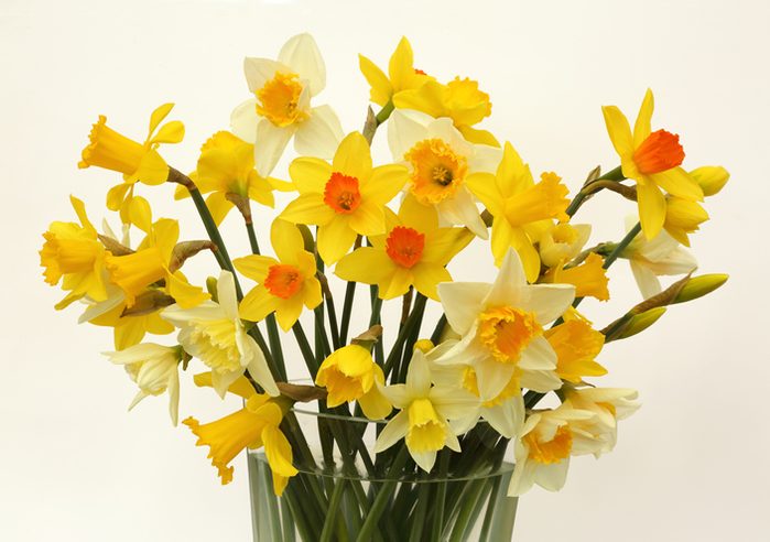 daffodil facts