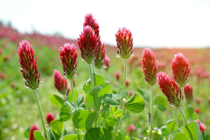 Field of flowering crimson clovers (Trifolium incarnatum) close up.