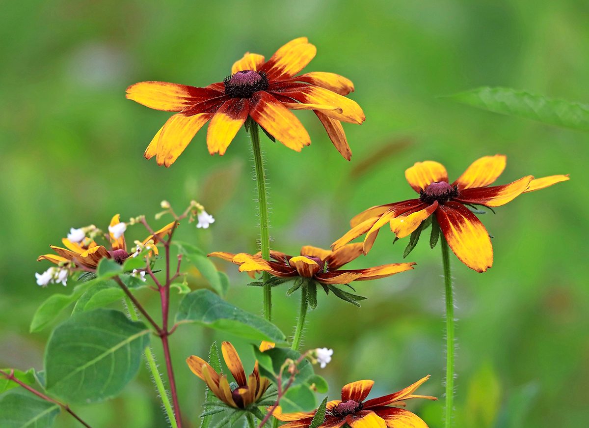 Gloriosa Daisy, types of daisies