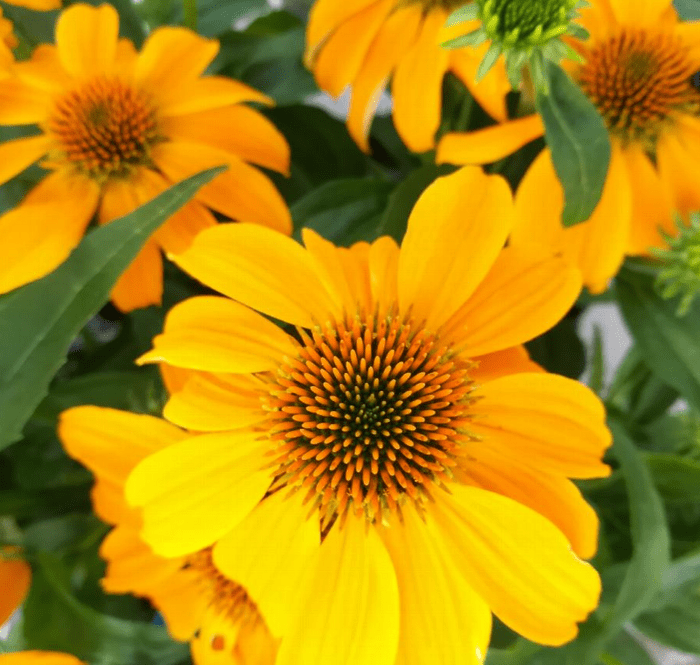 Guatemala Gold Coneflower, dwarf coneflower