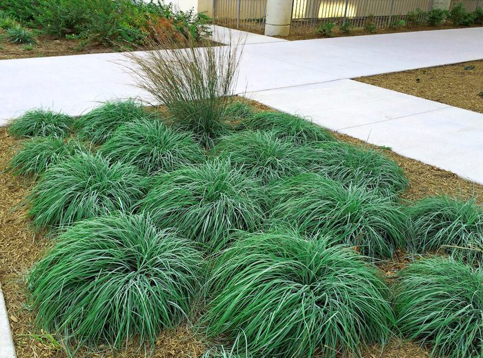 Hoffman Nursery Cargl 01 rock garden blue sedge