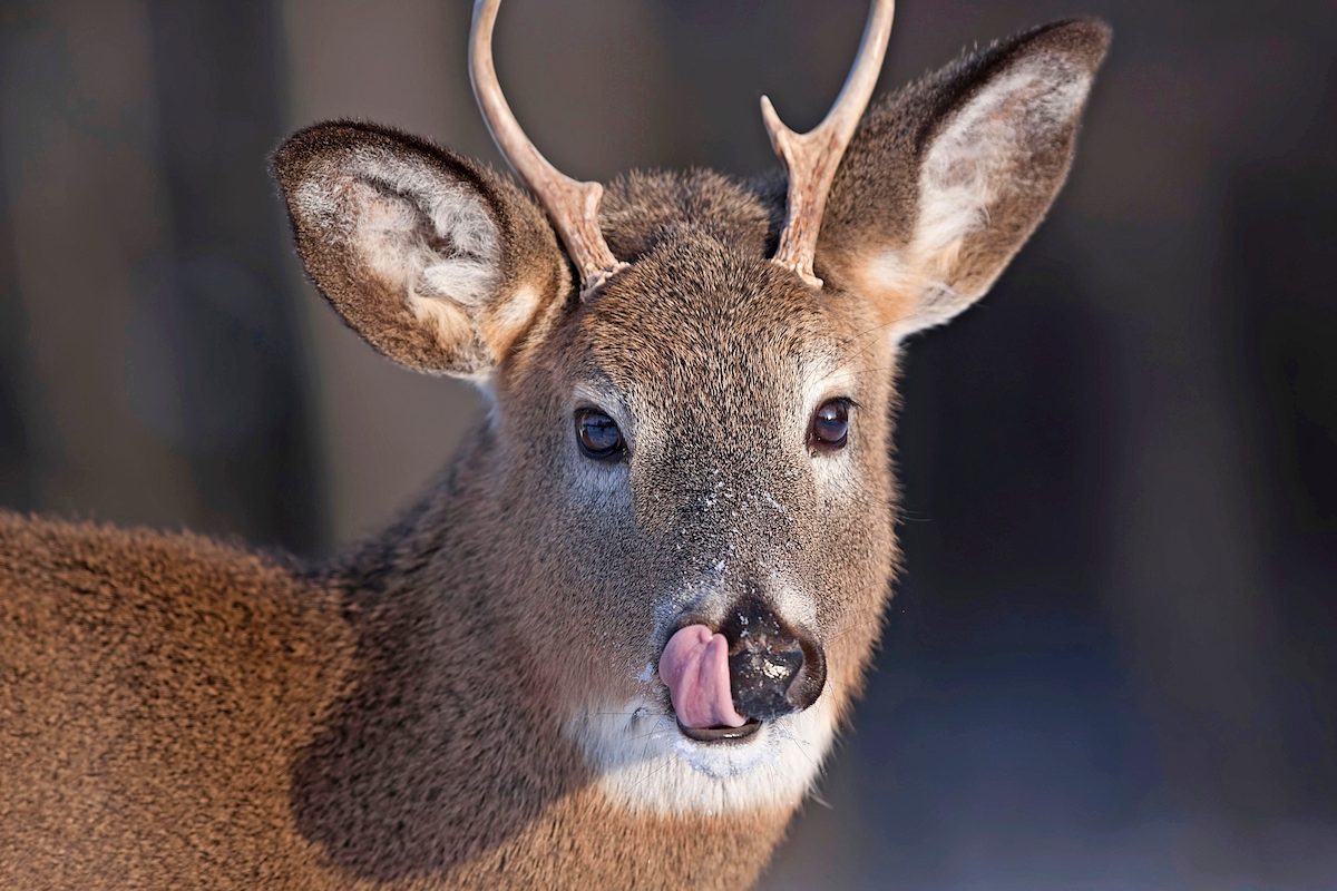 White Tailed Deer recycling pumpkins for wildlife