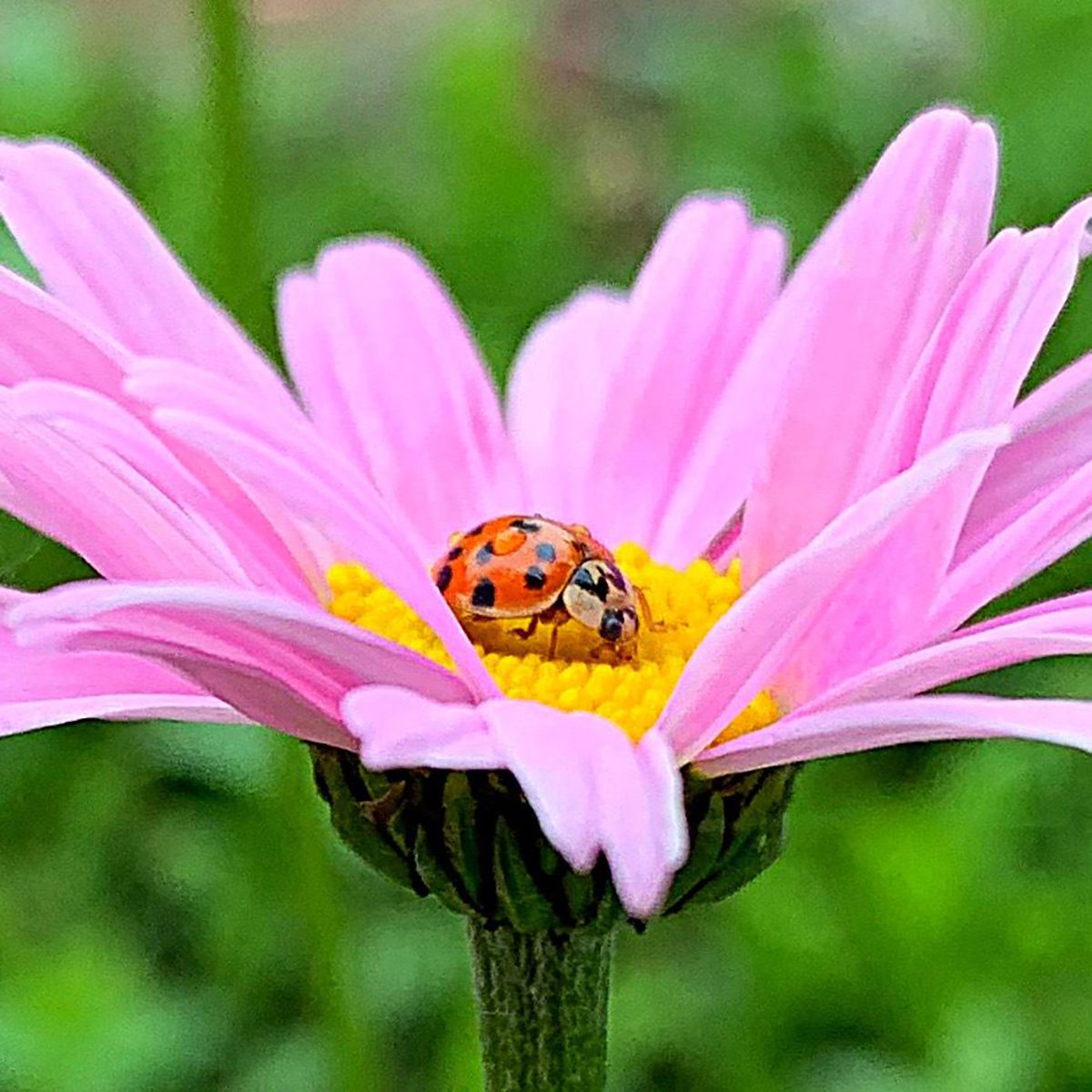 Painted Daisy