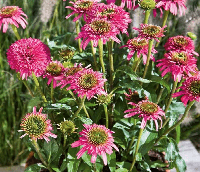 Piccolino Coneflower