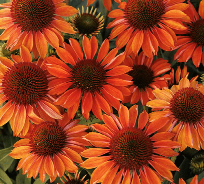 Prima Ginger Coneflower