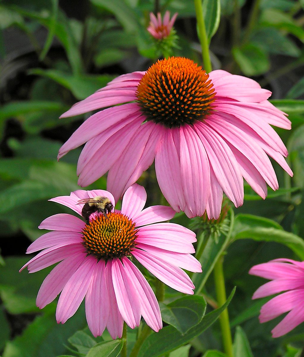Purple Coneflower