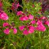 Favorite Fall Flowering Plant: Autumn Sage