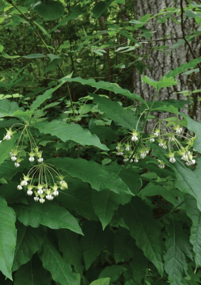 poke milkweed