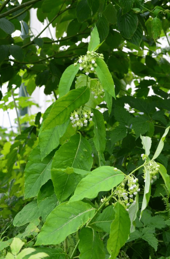 poke milkweed