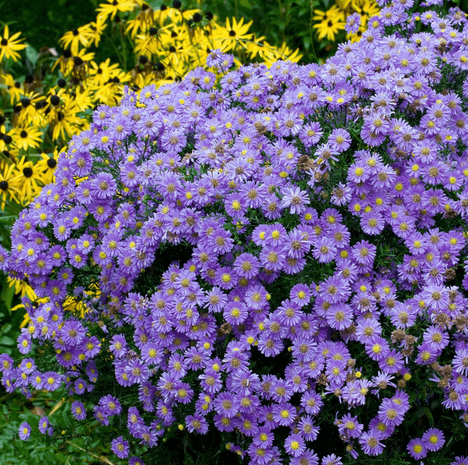 purple dome aster