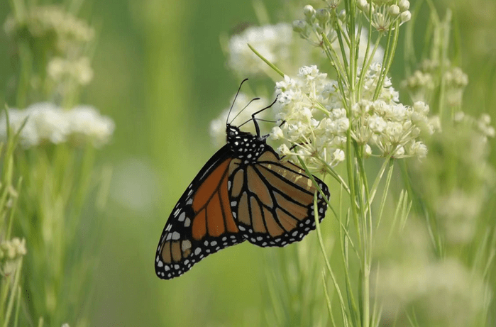 whorled milkweed