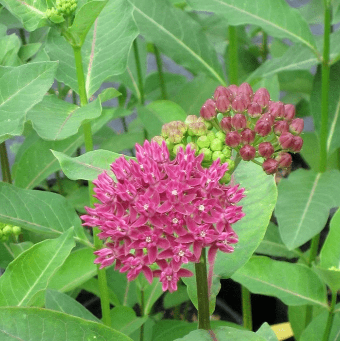 purple milkweed