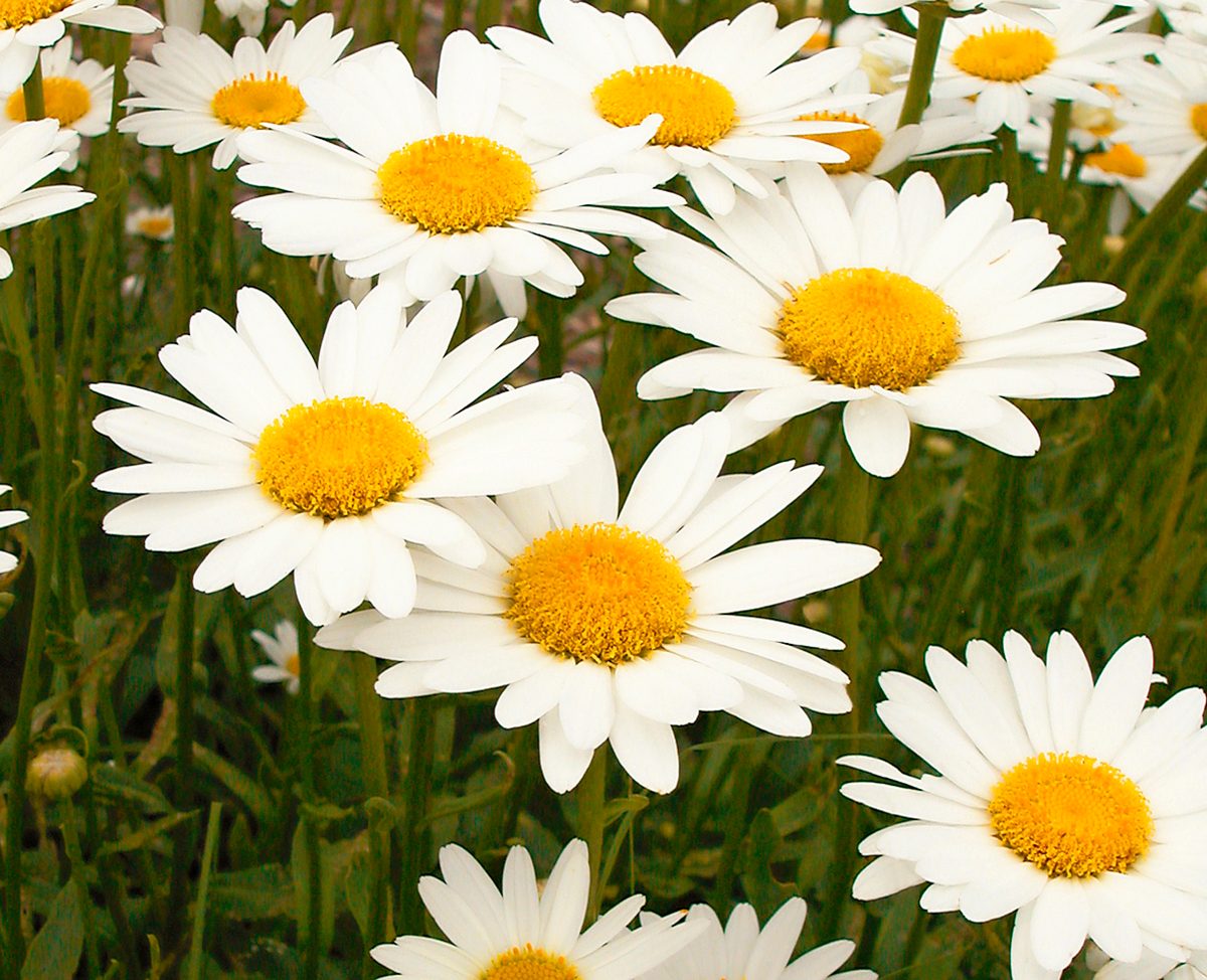 Shasta Daisy
