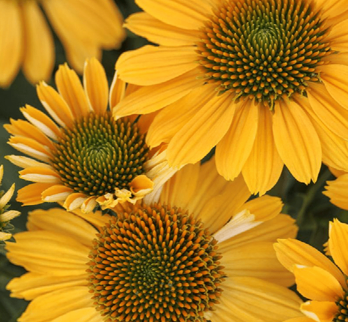 Tweety Coneflower