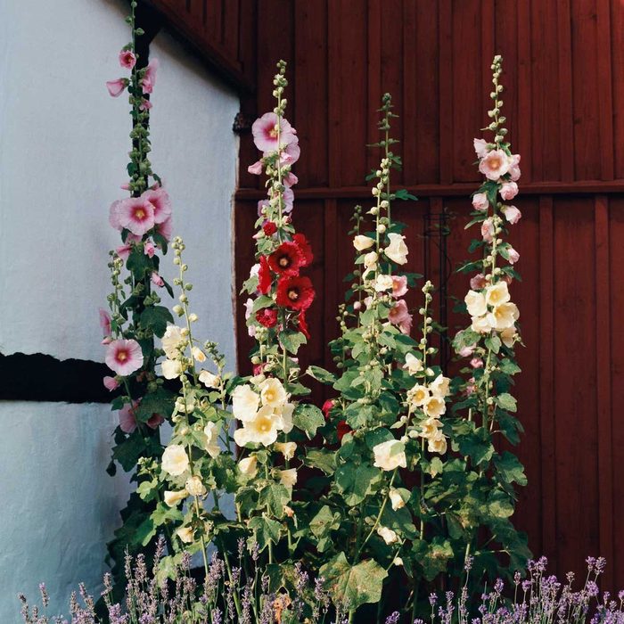 Hollyhocks Gettyimages 79089654