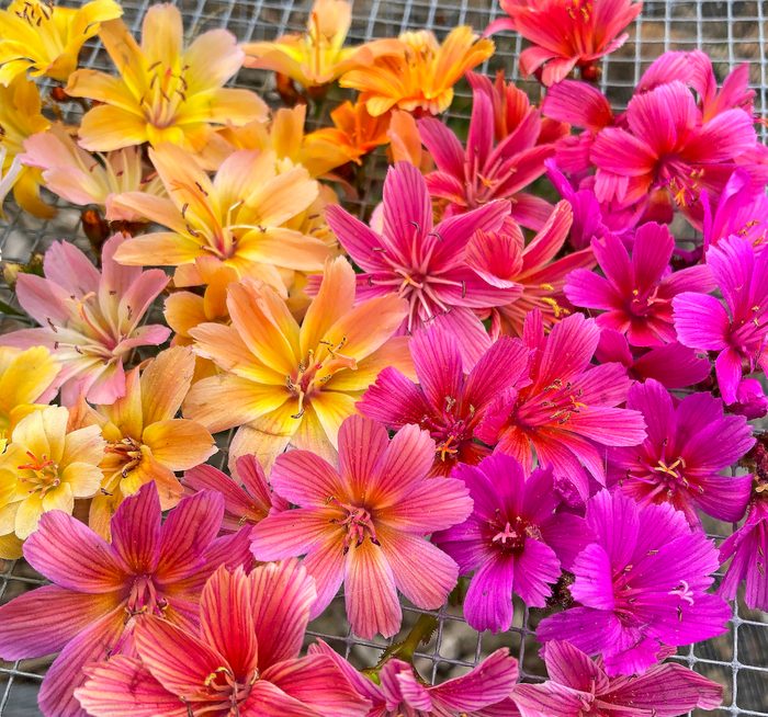 Lewisia Tutti Frutti 3