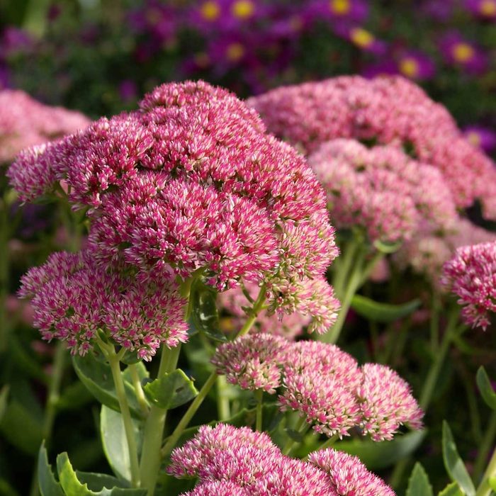 Sedum Gettyimages 173613095