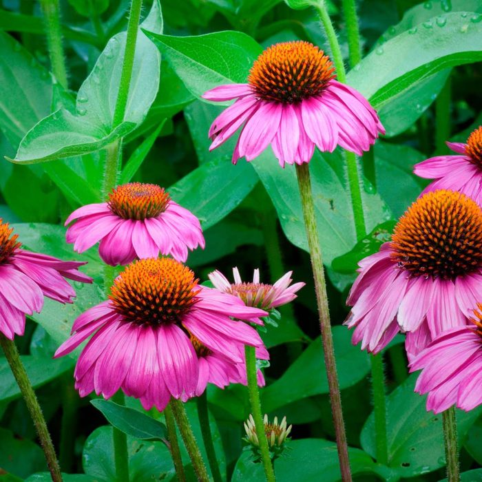 Shutterstock 1108932212 Coneflower
