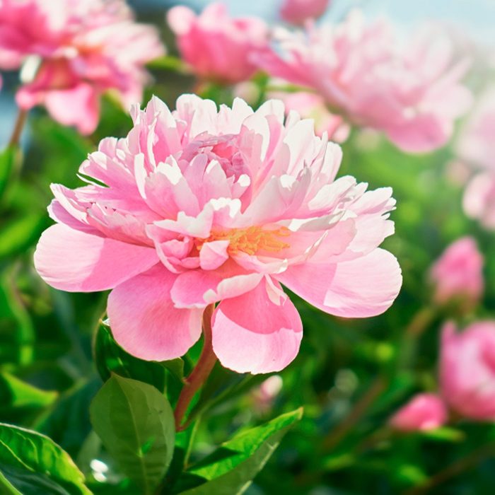 Shutterstock 1131171035 Peony