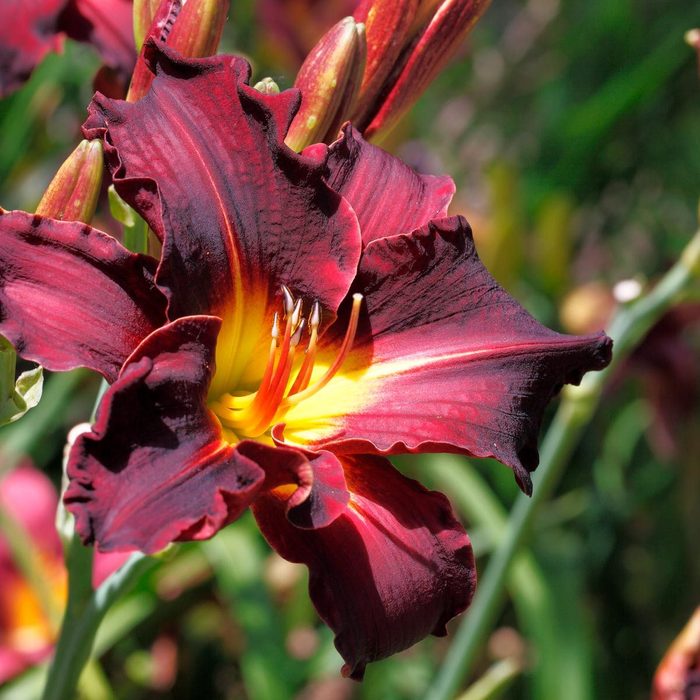 Shutterstock 1345168397 Daylily
