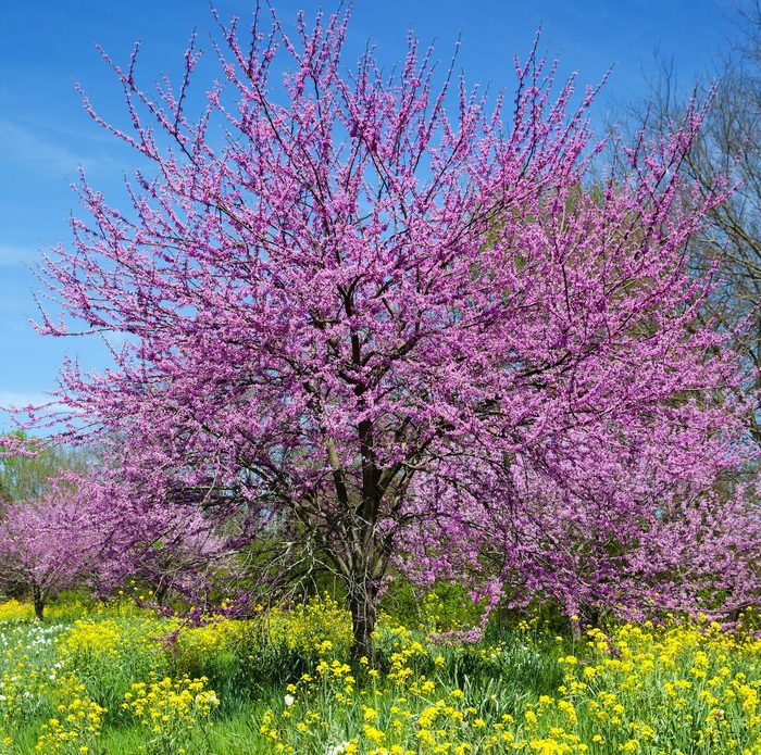 small flowering trees redbud