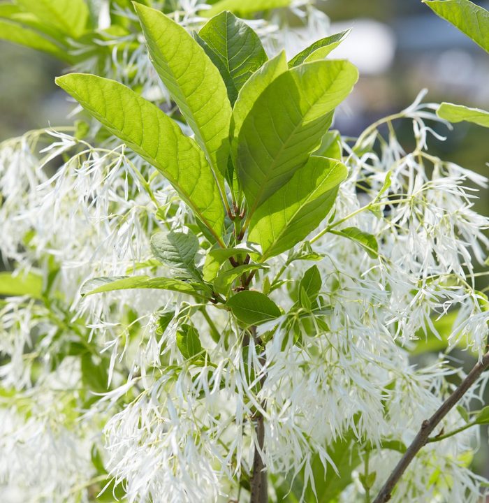 small flowering trees