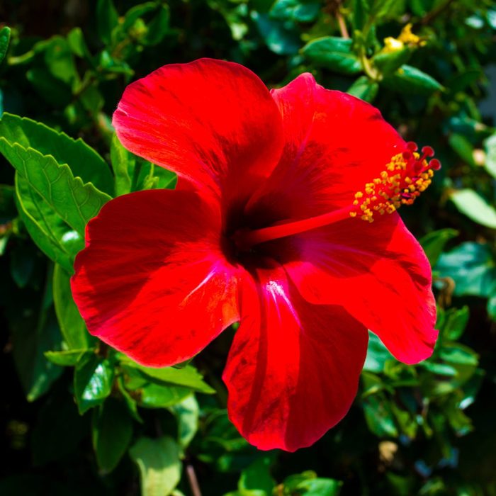 Shutterstock 682948378 Hibiscus