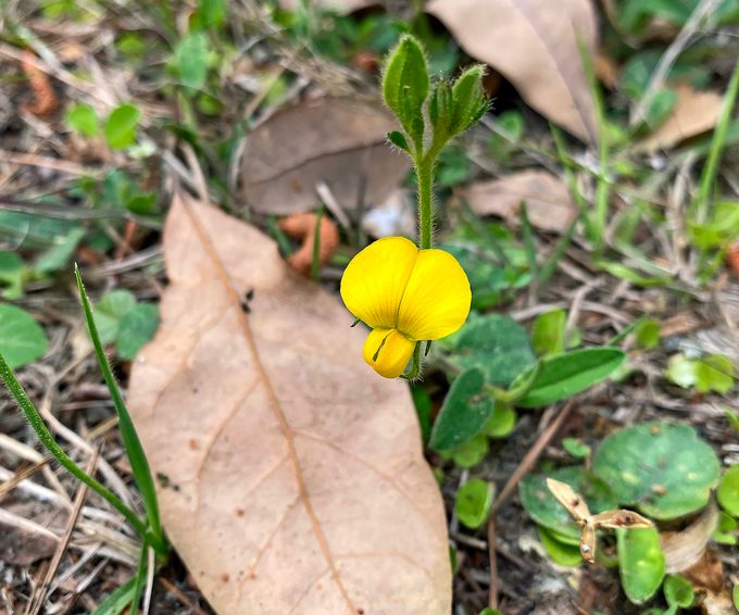 Sidebeak Pencilflower