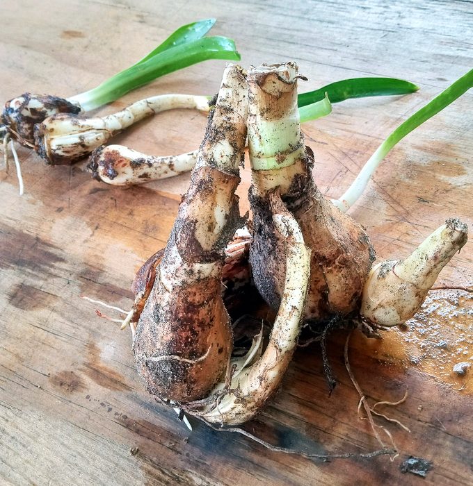 crinum lily bulb