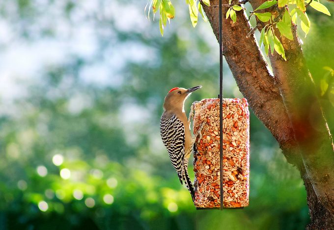 gila woodpecker