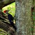 Do Woodpeckers Kill or Damage Trees?