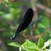 Don't Overlook a Dazzling Damselfly