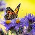 7 Surprising Fall Flower Facts and Folklore Stories